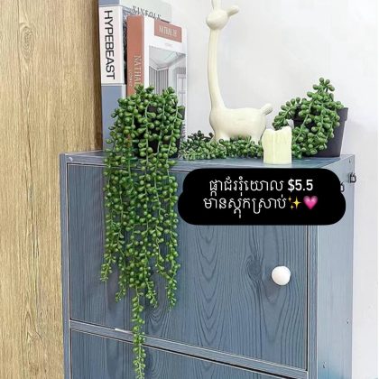 string of pearls hanging plant